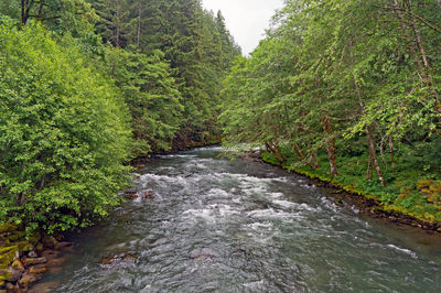 River flowing amidst trees in forest