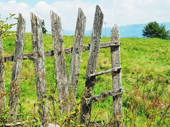 Plants growing on wooden fence on field against sky