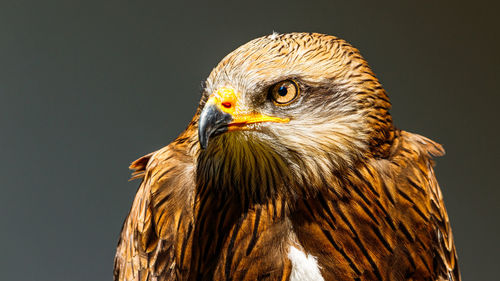 Close-up of eagle against gray background