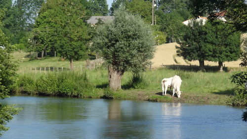 View of sheep on riverbank