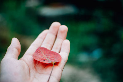 Close-up of hand holding leaf