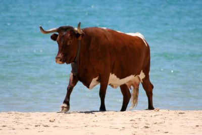 Dog standing on beach