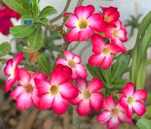 Close-up of pink flowers