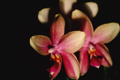 Close-up of pink flowers blooming against black background