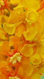 Full frame shot of yellow flowers
