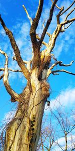 Low angle view of bare tree against sky
