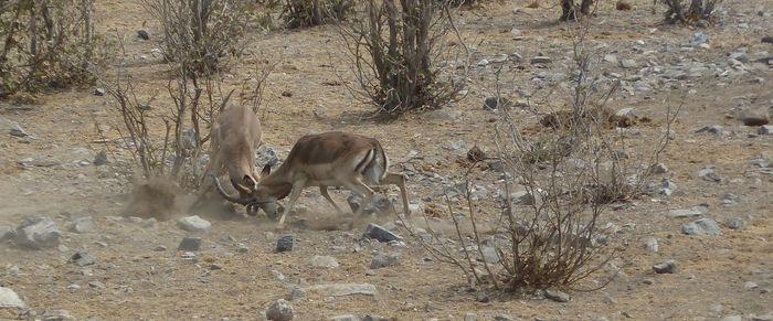 View of trees in field