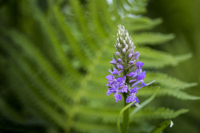 Close-up of purple flowering plant