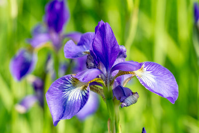 Close-up of purple iris flower