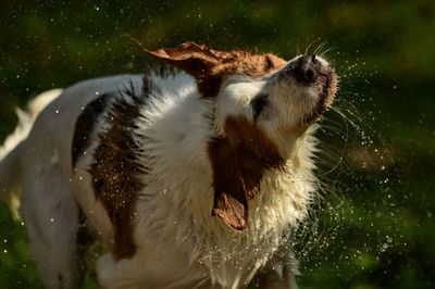 Close-up of dog in water