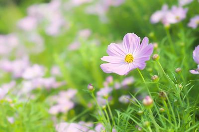 Close-up of cosmos flowers blooming on field