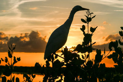 Silhouette bird perching on plant against sky during sunset