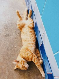 High angle view of ginger cat relaxing on floor