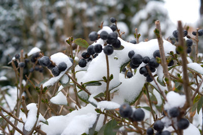 Close-up of snow on tree during winter