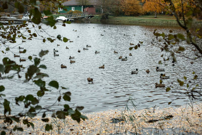 Birds swimming in lake