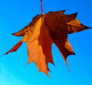 Low angle view of maple leaves