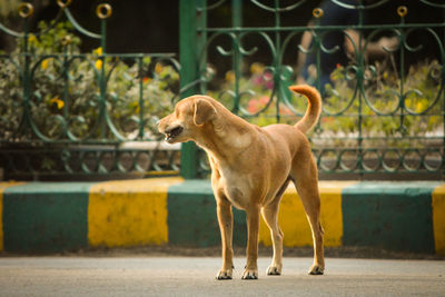 Dog against blurred background
