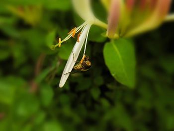 Close-up of insect on leaf