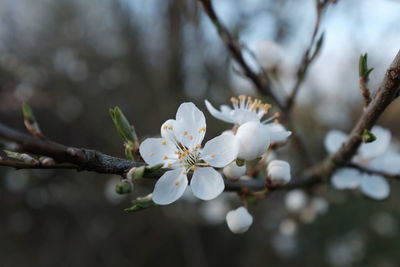 Close-up of apple blossoms in spring