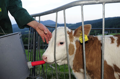 Close-up of a cow