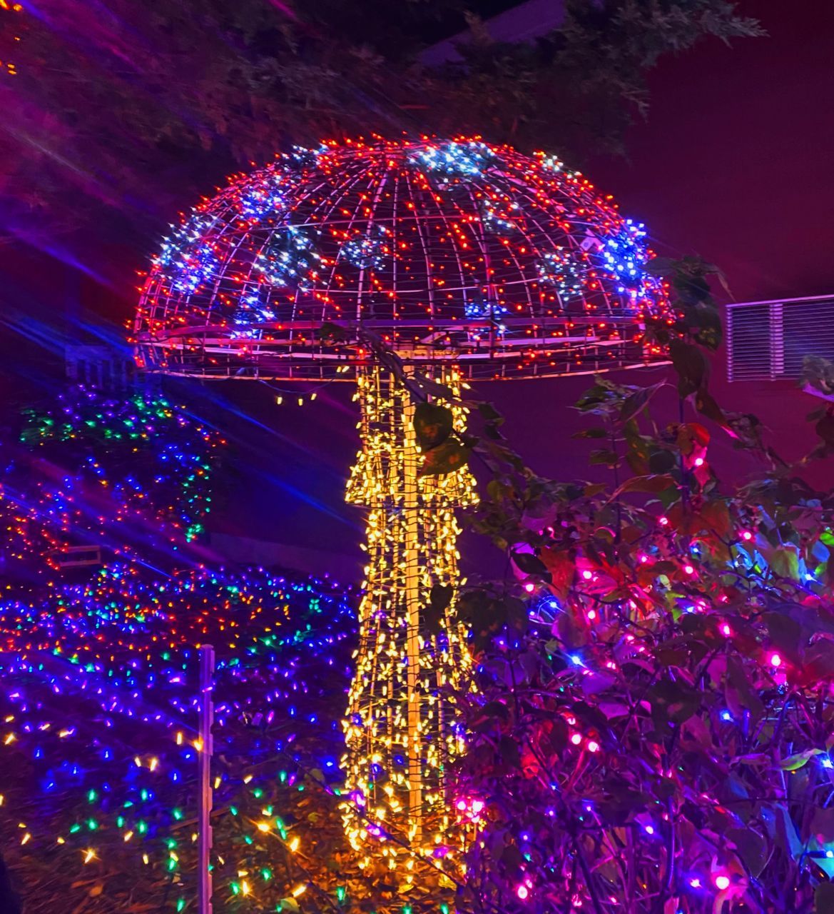 illuminated, christmas lights, celebration, christmas decoration, decoration, night, holiday, christmas, tree, tradition, christmas tree, multi colored, no people, lighting equipment, event, architecture, plant, outdoors, low angle view, nature, christmas ornament, amusement park, built structure