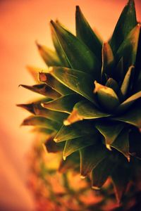 Close-up of succulent plant