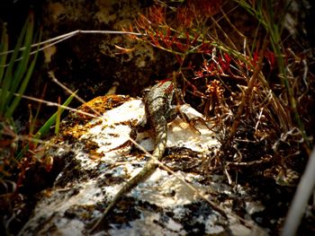 Close-up high angle view of lizard