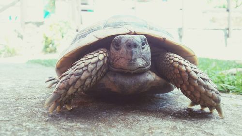 Close-up of a turtle