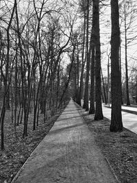 Empty road along bare trees in forest