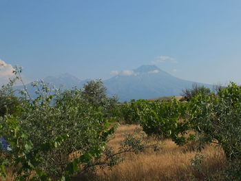 Plants growing on land against sky