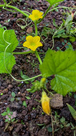 Close-up of yellow flower growing in field