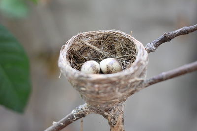 Close-up of nest on plant