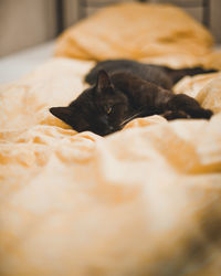 Close-up of cat sleeping on bed