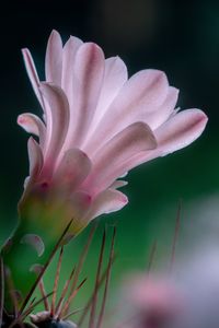 Close-up of pink crocus flower