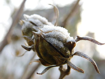 Close-up of snow on plant during winter