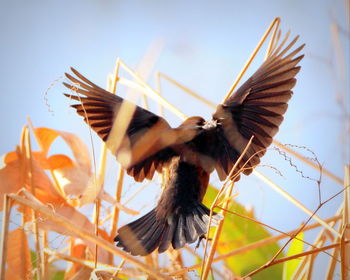 Low angle view of bird flying