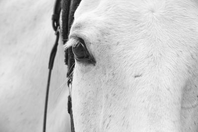 Close-up of horse