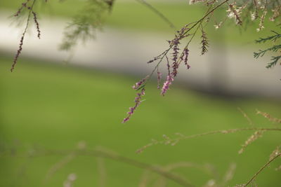 Close-up of plant against blurred background