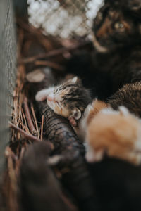 Kittens sleeping in basket