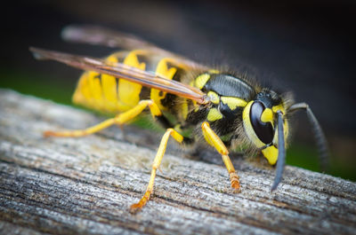 Close-up of insect on wood