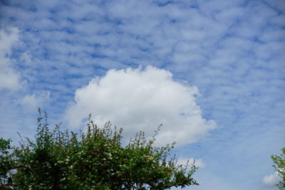 Low angle view of trees against blue sky