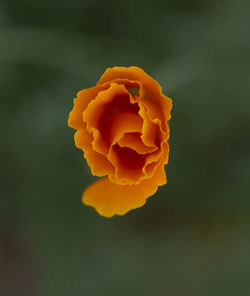 Close-up of orange rose