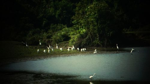 Birds flying over lake at night