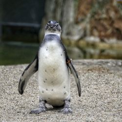 Close-up of penguin at beach