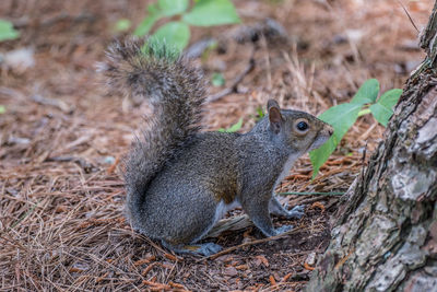 A squirrel with a bushy tail posing standing on the forest floor while deciding to go up the tree
