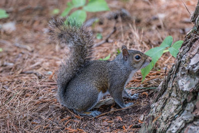 Close-up of squirrel on tree