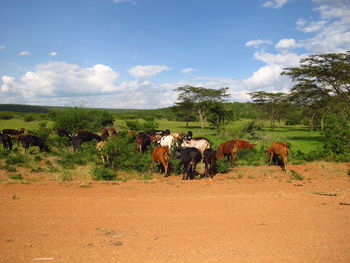 Horses in a field