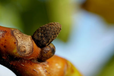 Close-up of tomato