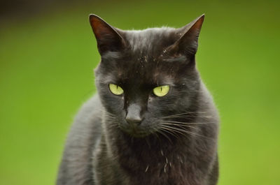 Close-up portrait of a cat against green background