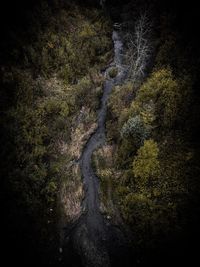 High angle view of stream amidst trees in forest